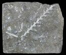 Archimedes Screw Bryozoan Fossil - Illinois #57888-1